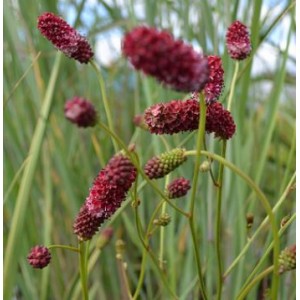 Sanguisorba tenuifolia 'Henk Gerritsen' / Ahtalehine punanupp 'Henk Gerritsen'